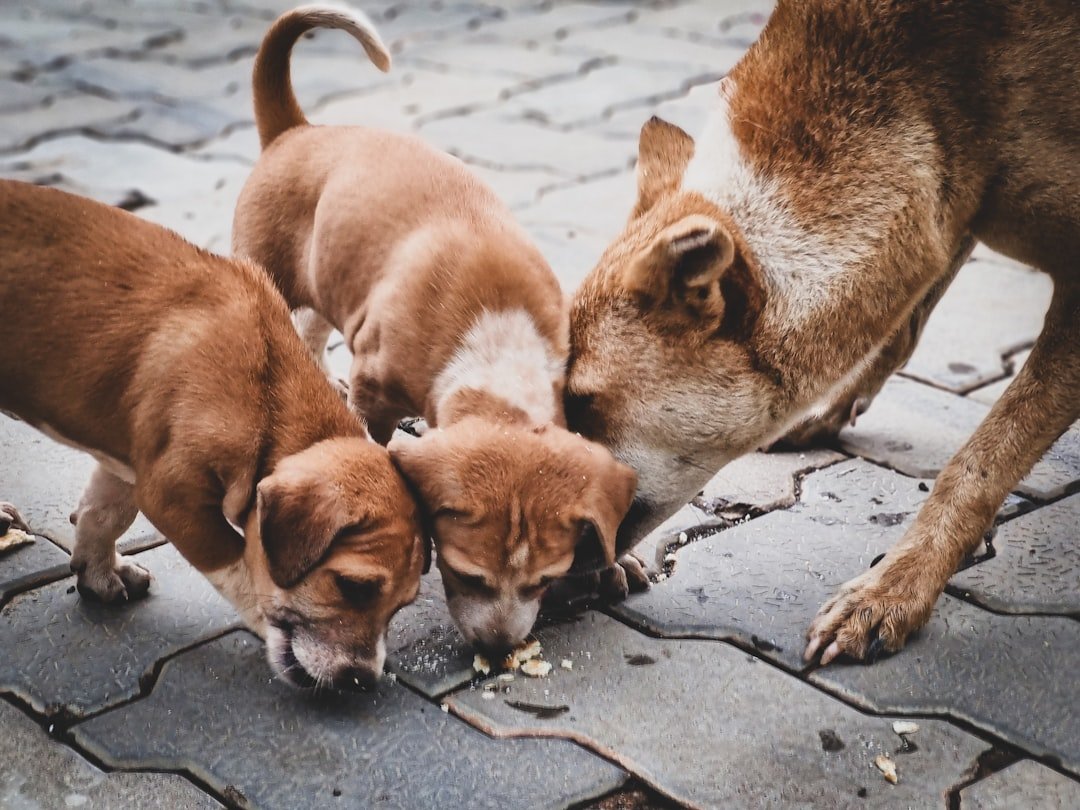 1. Check out this adorable scene of three happy dogs enjoying their meal together! Set against a charming brick floor, these furry friends are all about sharing and good vibes. Perfect for any dog lover, this image captures the joy of mealtime and the bond between pets.