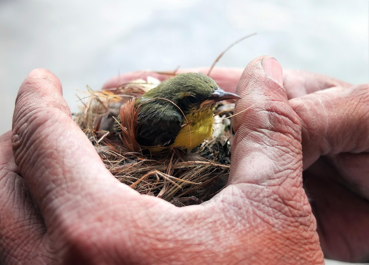 bird, flycatcher, ornithology, species, fauna, nature, avian, animal, wildlife, nest, rescue